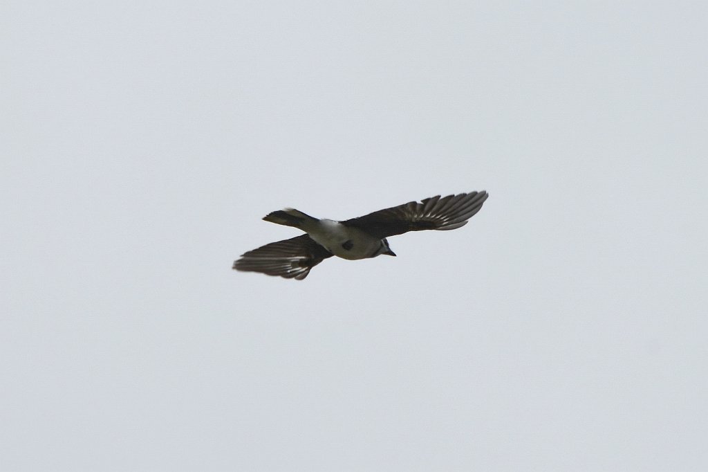 Jay, Blue, 2018-05173742  Parker River NWR, MA.JPG - Blue Jay in flight. Parker River Wildlife Sanctuary, MA, 5-17-2018